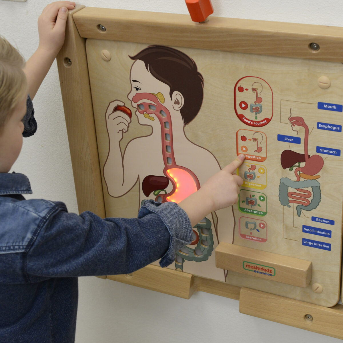 pinobambino-Tablica-Edukacyjna-Uklad-Trawienny-Montessori-1 Tablica Edukacyjna Układ Trawienny Montessori