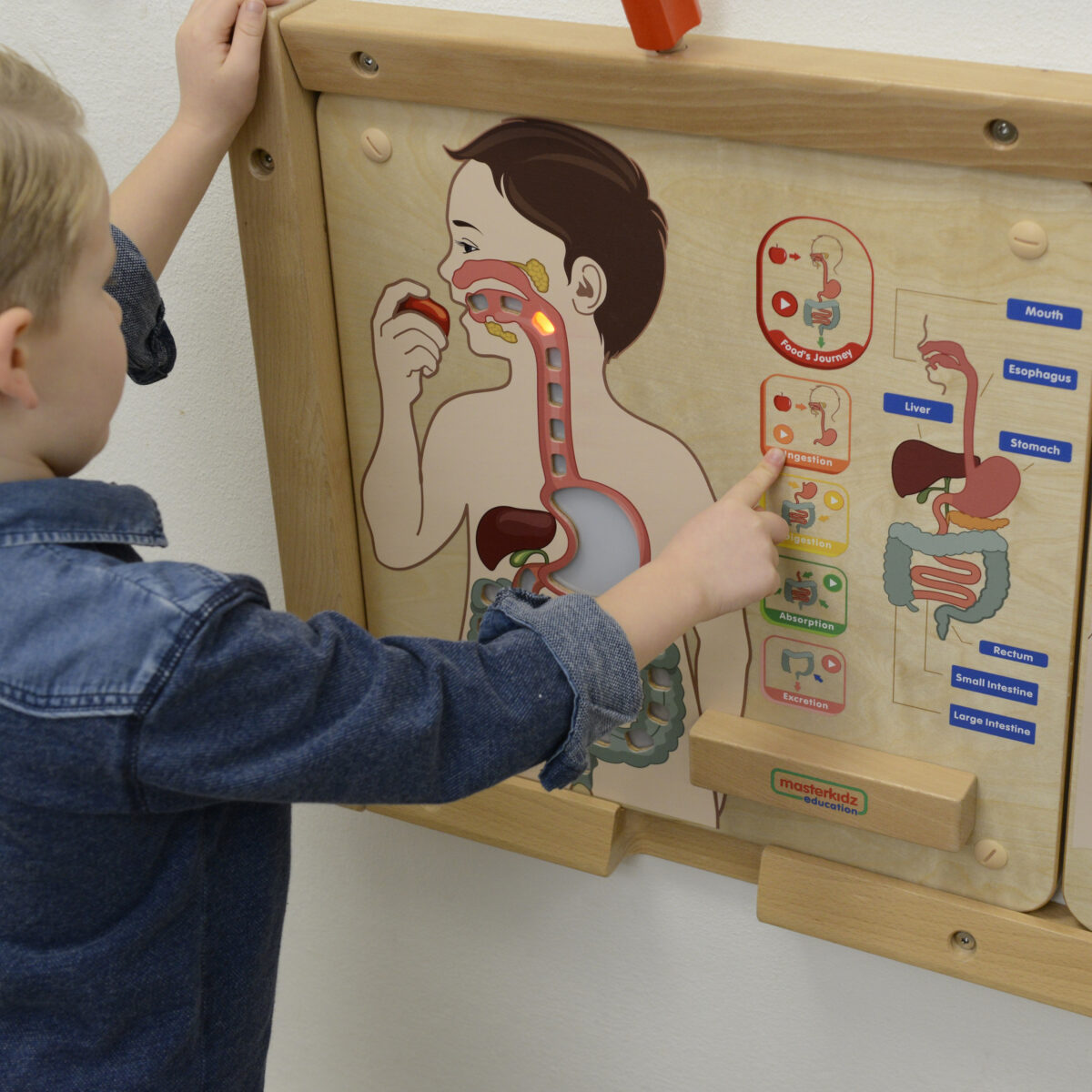 pinobambino-Tablica-Edukacyjna-Uklad-Trawienny-Montessori-2 Tablica Edukacyjna Układ Trawienny Montessori